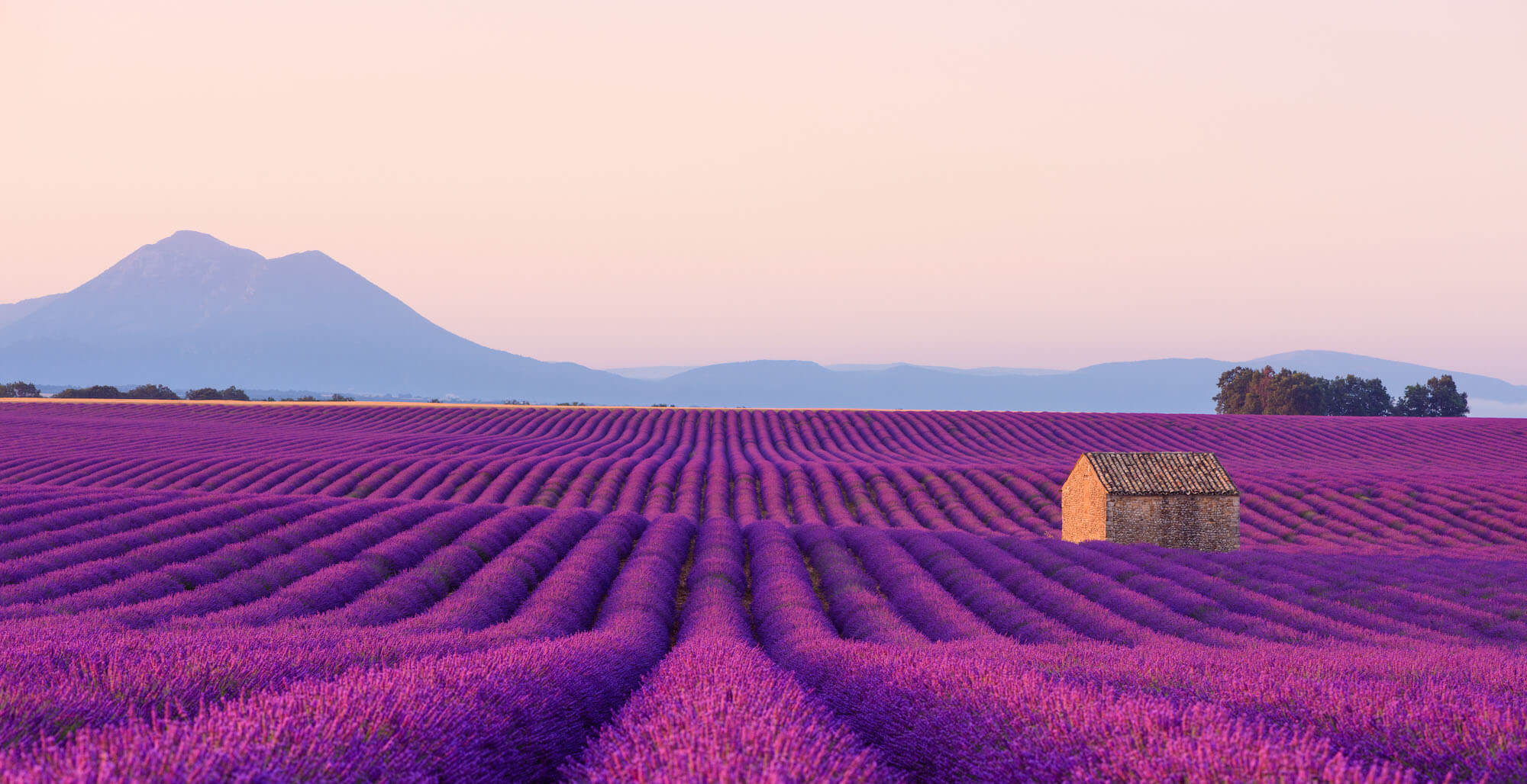 Lavande de Provence